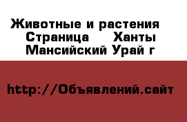  Животные и растения - Страница 2 . Ханты-Мансийский,Урай г.